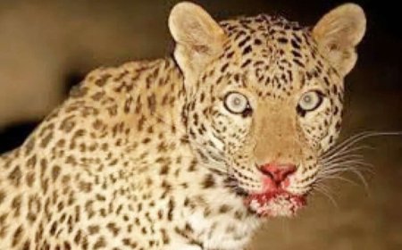 Uttarakhand: गुलदार के हमले में चार साल की बच्ची की tragik मृत्यु, परिवार में छाया मातम