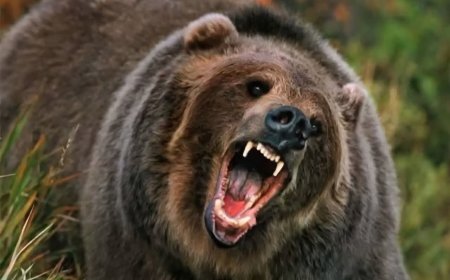 उत्तराखंड: ल्वाणी में भालू के हमले से गई चार महिलाओं की जान, गांव में फैली दहशत