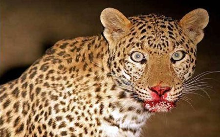 रामनगर: एक और महिला को बाघ ने मार डाला