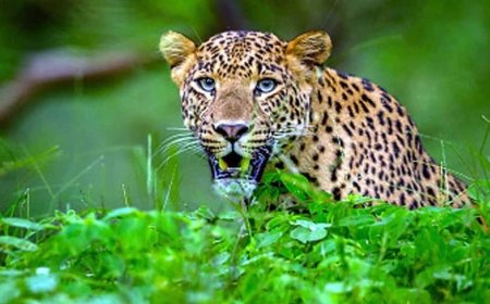 उत्तराखंड: खुटियाखाल में तेंदुए के हमले से महिला की मौत, ग्रामीणों में गुस्सा