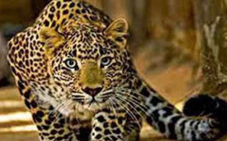 नैनीताल: पहाड़ में गुलदार का आंतक बरकरार , एक और महिला को बनाया निवाला