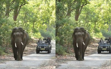 नन्धौर वाइल्डलाइफ सफारी के लिए जिप्सी संचालन हेतु आवेदन - सुनहरा अवसर
