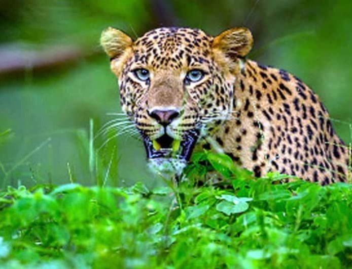 उत्तराखंड: खुटियाखाल में तेंदुए के हमले से महिला की मौत, ग्रामीणों में गुस्सा