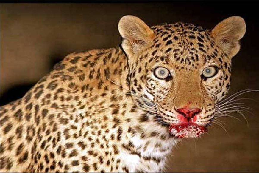 रामनगर: एक और महिला को बाघ ने मार डाला