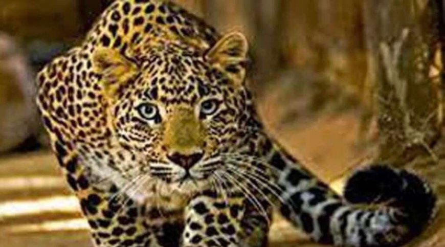 नैनीताल: पहाड़ में गुलदार का आंतक बरकरार , एक और महिला को बनाया निवाला