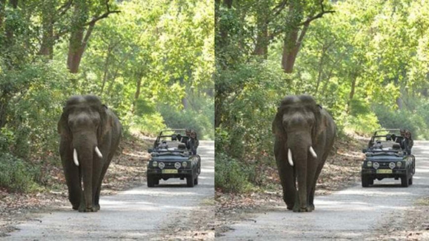 नन्धौर वाइल्डलाइफ सफारी के लिए जिप्सी संचालन हेतु आवेदन - सुनहरा अवसर