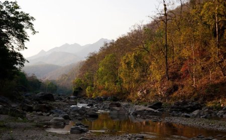 उत्तराखंड: कॉर्बेट सफारी में मोबाइल फोन बैन, सुप्रीम कोर्ट के आदेश पर लागू हुआ नया नियम