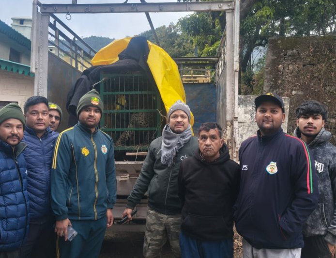 छाती–मनकोट में गुलदार पिंजड़े में कैद, मेडिकल जांच के बाद अल्मोड़ा चिड़ियाघर भेजा जाएगा