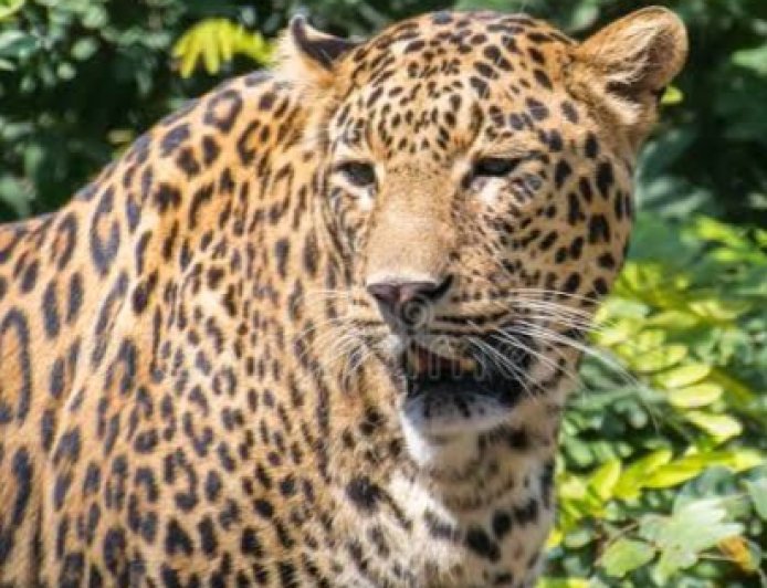 गुलदार के हमले से घबराकर खाई में गिरी महिला, मौके पर मौत; इलाके में दहशत