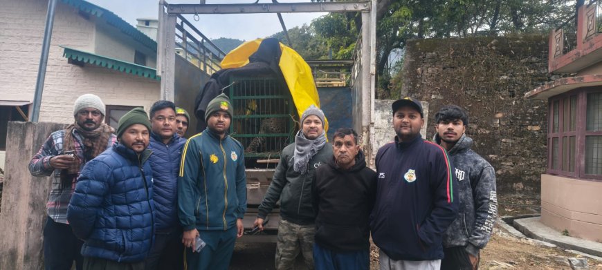 छाती–मनकोट में गुलदार पिंजड़े में कैद, मेडिकल जांच के बाद अल्मोड़ा चिड़ियाघर भेजा जाएगा