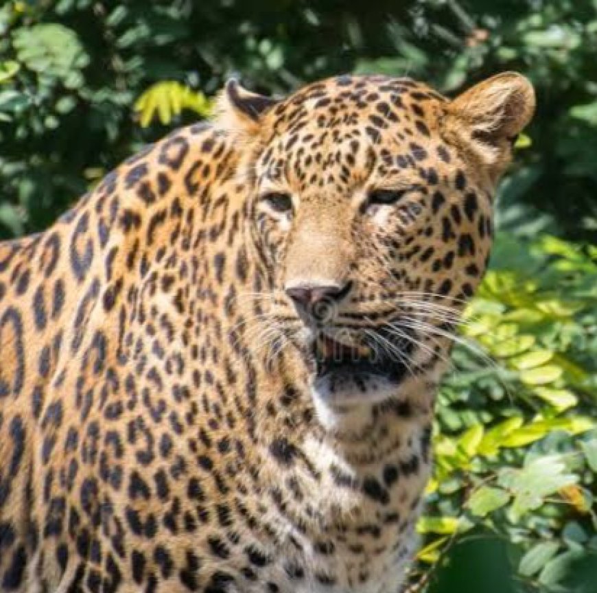 गुलदार के हमले से घबराकर खाई में गिरी महिला, मौके पर मौत; इलाके में दहशत