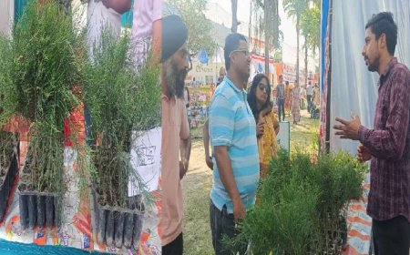 उत्तराखंड: कम पानी में तैयार, ज्यादा लाभ: कैसुरीना बन सकता है किसानों की नई कमाई