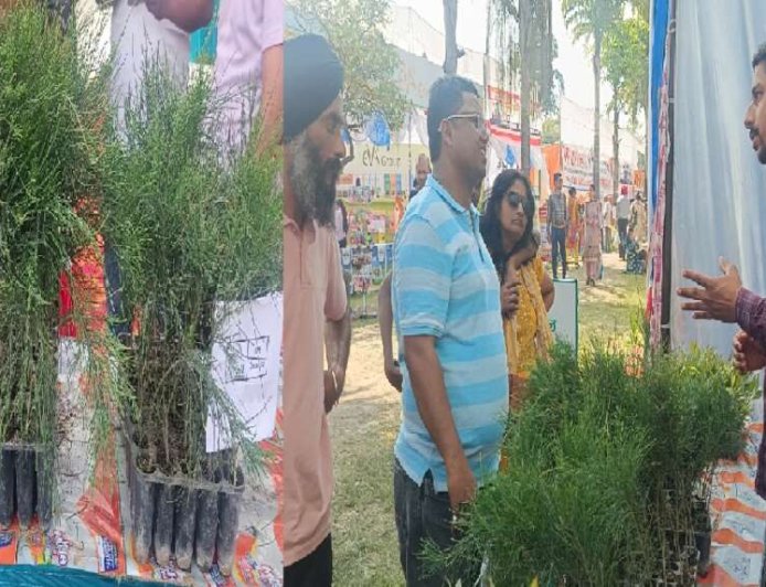 उत्तराखंड: कम पानी में तैयार, ज्यादा लाभ: कैसुरीना बन सकता है किसानों की नई कमाई