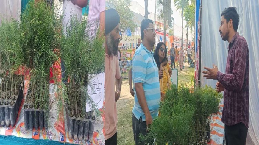 उत्तराखंड: कम पानी में तैयार, ज्यादा लाभ: कैसुरीना बन सकता है किसानों की नई कमाई