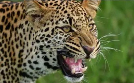 नैनीताल में गुलदार के हमले से एक महिला की मौत, इलाके में संकट और डर का माहौल