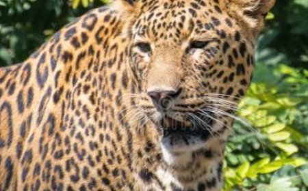 नैनीताल में बाघ हमले से युवक की मौत, ग्रामीणों में हड़कंप