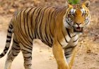उत्तराखंड: पानी लेने गई महिला पर बाघ का दर्दनाक हमला, क्षेत्र में फैली दहशत