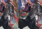 उत्तराखंड में अद्भुत प्राकृतिक घटना! गाय ने जन्म दिया दो सिर वाली बछिया को
