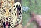 उत्तराखंड: तेंदुए के हमले में 65 वर्षीय वृद्धा की मौत, ग्रामीणों का आक्रोश