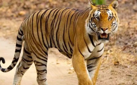 उत्तराखंड: पानी लेने गई महिला पर बाघ का दर्दनाक हमला, क्षेत्र में फैली दहशत