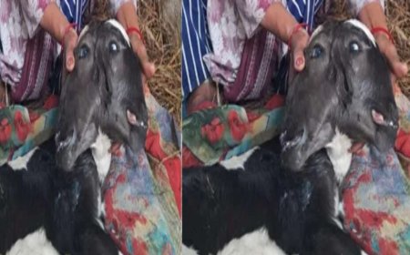 उत्तराखंड में अद्भुत प्राकृतिक घटना! गाय ने जन्म दिया दो सिर वाली बछिया को