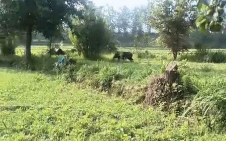 दिनदहाड़े गांव में घुसा जंगली सुअरों का झुंड, महिलाओं में मची अफरातफरी