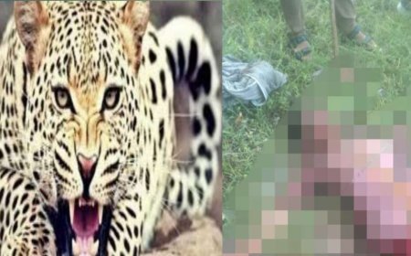 उत्तराखंड: तेंदुए के हमले में 65 वर्षीय वृद्धा की मौत, ग्रामीणों का आक्रोश