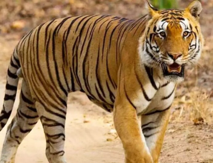 उत्तराखंड: पानी लेने गई महिला पर बाघ का दर्दनाक हमला, क्षेत्र में फैली दहशत