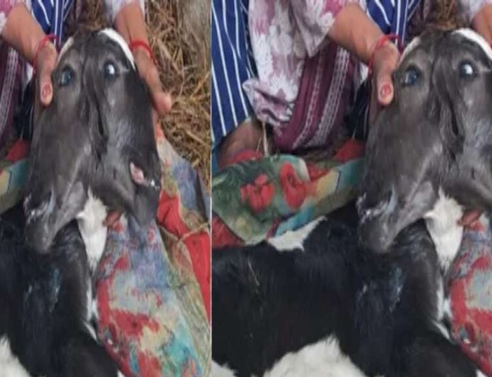 उत्तराखंड में अद्भुत प्राकृतिक घटना! गाय ने जन्म दिया दो सिर वाली बछिया को