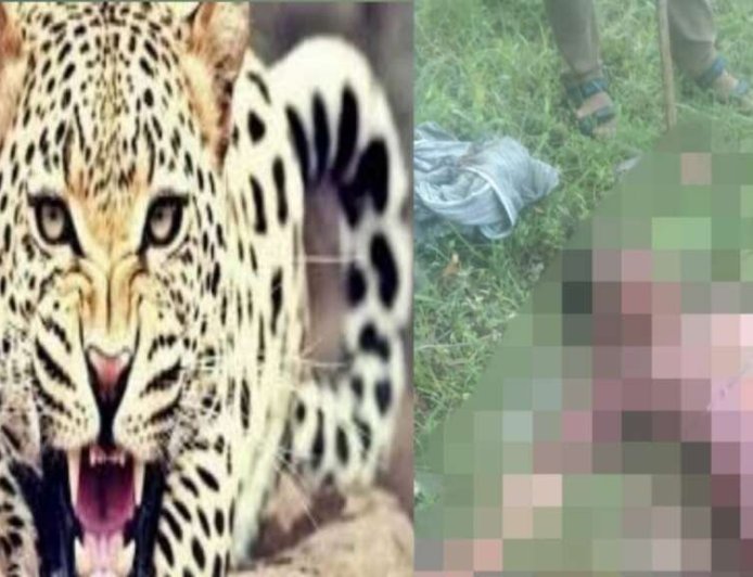 उत्तराखंड: तेंदुए के हमले में 65 वर्षीय वृद्धा की मौत, ग्रामीणों का आक्रोश