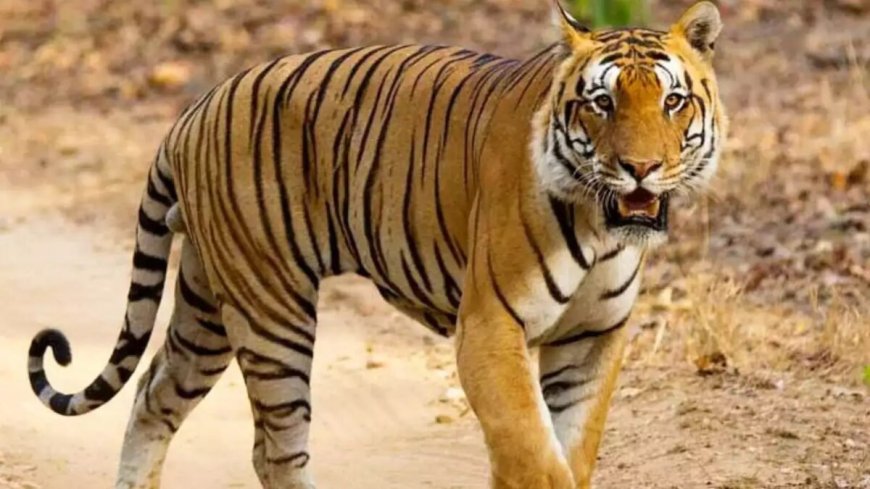 उत्तराखंड: पानी लेने गई महिला पर बाघ का दर्दनाक हमला, क्षेत्र में फैली दहशत