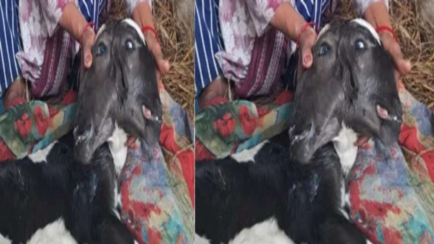उत्तराखंड में अद्भुत प्राकृतिक घटना! गाय ने जन्म दिया दो सिर वाली बछिया को