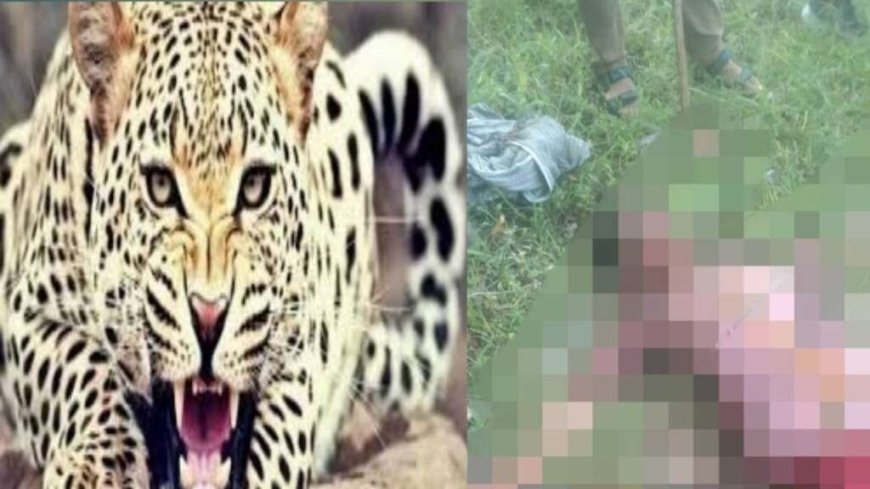 उत्तराखंड: तेंदुए के हमले में 65 वर्षीय वृद्धा की मौत, ग्रामीणों का आक्रोश