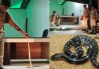 लालकुआं: टर्फ कार्यालय में विषैले करैत के घुसने से फैली खलबली, वन विभाग ने सफल रेस्क्यू किया