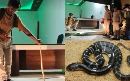 लालकुआं: टर्फ कार्यालय में विषैले करैत के घुसने से फैली खलबली, वन विभाग ने सफल रेस्क्यू किया