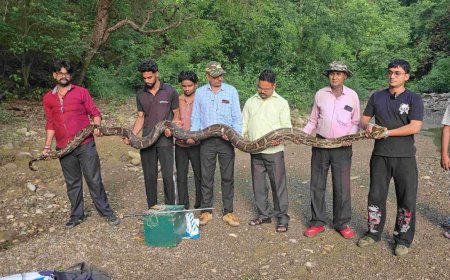 उत्तराखंड में मिला 18 फीट लंबा विशालकाय अजगर, जानिए क्या है इसकी कहानी