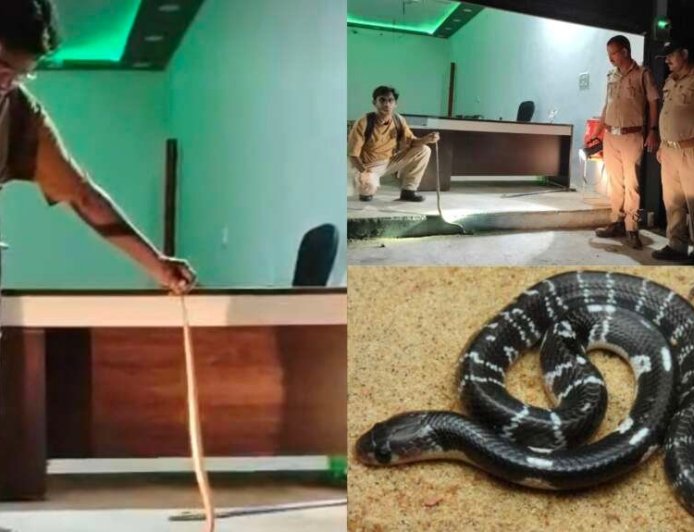 लालकुआं: टर्फ कार्यालय में विषैले करैत के घुसने से फैली खलबली, वन विभाग ने सफल रेस्क्यू किया