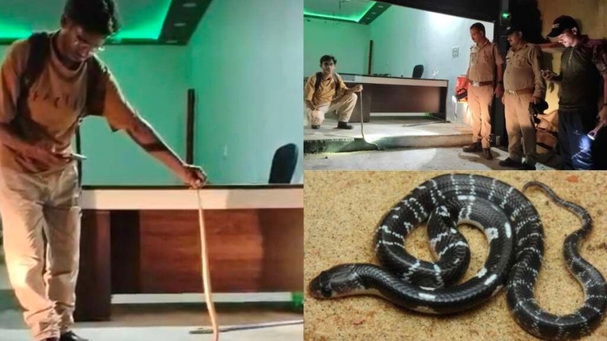 लालकुआं: टर्फ कार्यालय में विषैले करैत के घुसने से फैली खलबली, वन विभाग ने सफल रेस्क्यू किया